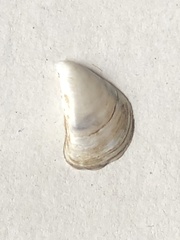 Dreissena polymorpha