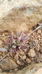 Delosperma carolinense