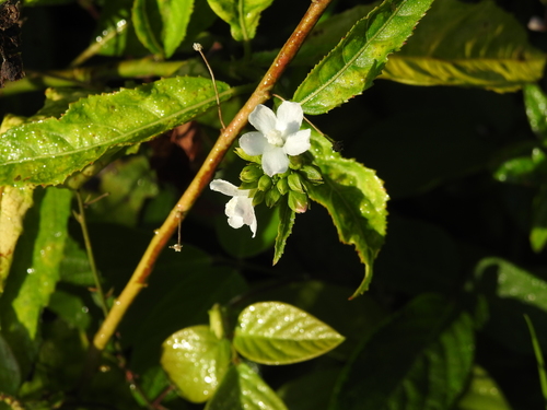 Image of Pavonia fruticosa by (c) amantedarmanin, some rights reserved (CC BY)