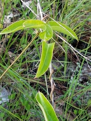 Echites umbellatus