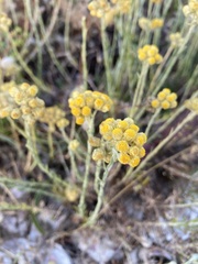 Helichrysum arenarium