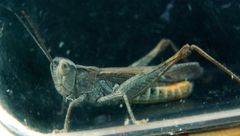 Chorthippus maritimus maritimus