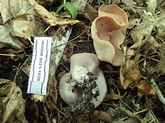 Peziza griseorosea