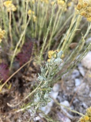 Helichrysum arenarium