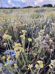 Helichrysum arenarium