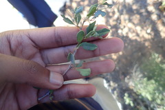 Rhoicissus tridentata