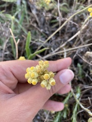 Helichrysum arenarium