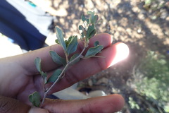 Rhoicissus tridentata