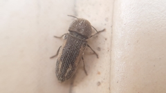 Acmaeoderella