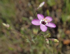 Leptosiphon ambiguus