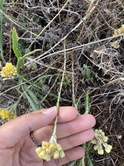 Helichrysum arenarium