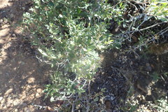 Rhoicissus tridentata