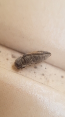 Acmaeoderella