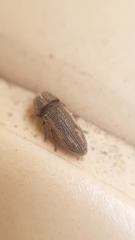 Acmaeoderella