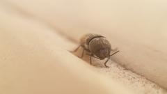 Acmaeoderella