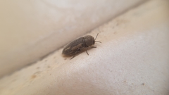 Acmaeoderella