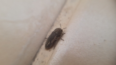 Acmaeoderella
