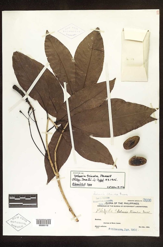 Dehaasia
