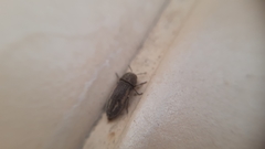 Acmaeoderella