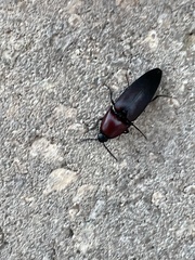 Parallelostethus attenuatus
