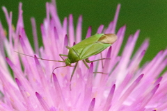 Calocoris affinis
