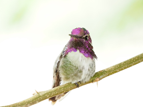 Costa's Hummingbird photographed in Nevada
