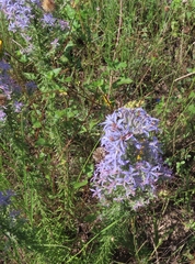 Liatris carrizana
