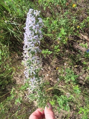 Liatris carrizana
