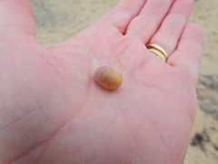 Littorina obtusata
