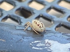 Salticidae