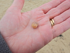 Littorina obtusata
