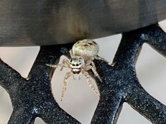 Salticidae
