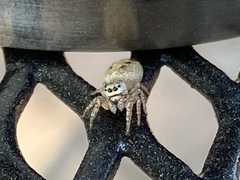 Salticidae