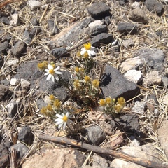 Thymophylla concinna