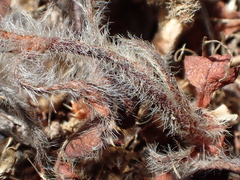 Chorizanthe valida