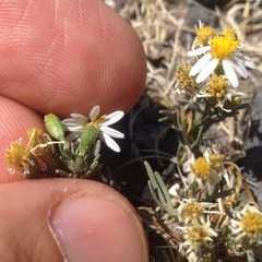 Thymophylla concinna