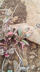 Delosperma carolinense