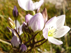 Gentianella muelleriana