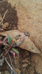 Delosperma carolinense