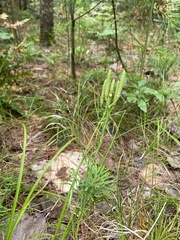 Diphasiastrum complanatum