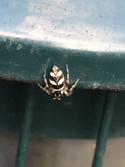 Salticus scenicus