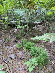 Diphasiastrum complanatum