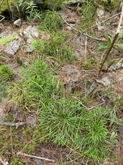 Diphasiastrum complanatum