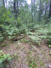 Diphasiastrum complanatum