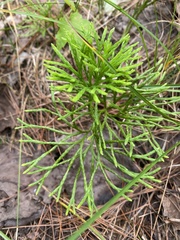 Diphasiastrum complanatum