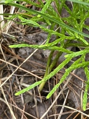 Diphasiastrum complanatum