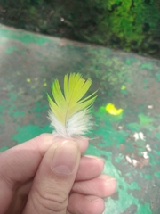Myiopsitta