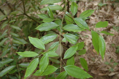 Cinnamomum burmanni