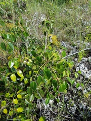 Metopium toxiferum image