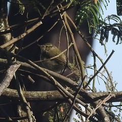 Phylloscopus tytleri